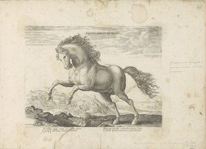 Wild horse