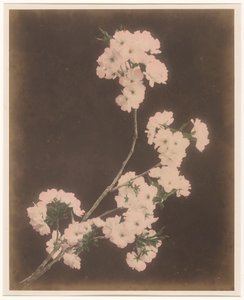 White Lilies
