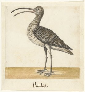 Curlew (Vecadas) (Lombard Album) by Anonymous