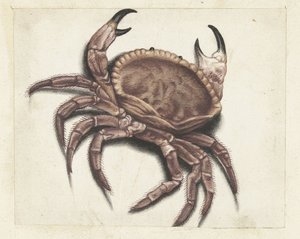 Sea Crab (Lombard Album)