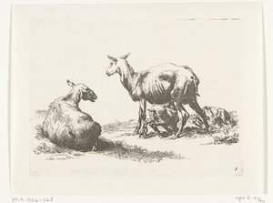 Nursing Sheep with Two Lambs