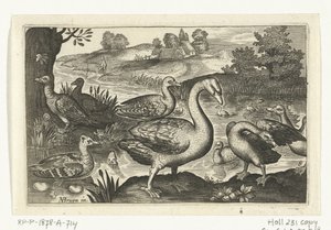 Swan and Geese and Ducks by Anonymous