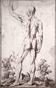 Anatomical Study of the Human Muscular System