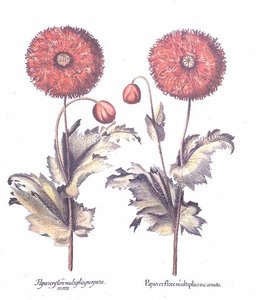 Red Poppies, German by Anonymous Anonymous
