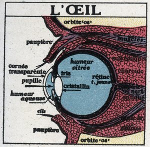 The eye: cross section of a human eye