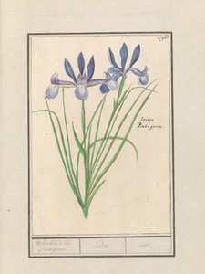 Blue Iris (Iris sibirica)