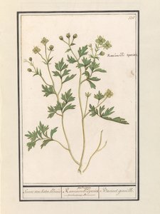 Buttercup (Ranunculus)