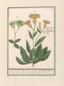 Centauri (Centaurea) by Anselmus Boëtius de Boodt