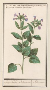 Spotted Lungwort (Pulmonaria officinalis)