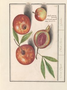 Pomegranate (Punica granatum)