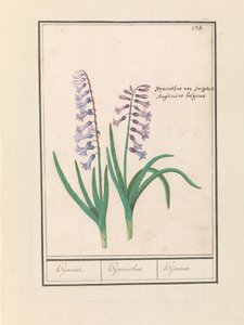 Hyacinth (Hyacinthus orientalis)