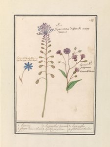 Tassel Hyacinth (Muscari comosum) and Cornflower (Centaurea) by Anselmus Boëtius de Boodt