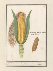 Corn (Zea mays) (Geluwe Turkish Corn or Turkish Wheat / Frumentum Indicum Flavum / Bled de Turquie Jeaune) by Anselmus Boëtius de Boodt