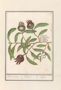 Medlar (Mespilus germanica)