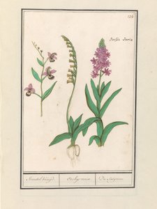 Orchid (Orchidaceae)