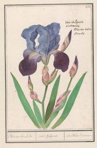 Purple Iris (Iris germanica)