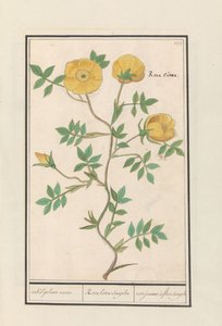 Rose (Rosa) by Anselmus Boëtius de Boodt
