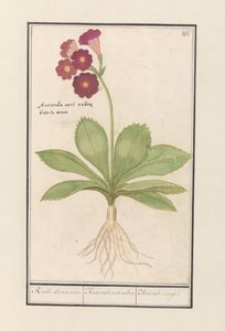 Primrose (Primula)