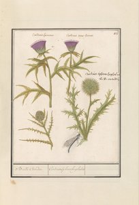 Thistle (Carduus) and Artichoke (Cynara cardunculus)