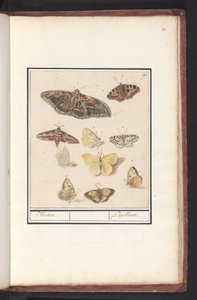 Moths and Butterflies by Anselmus Boëtius de Boodt