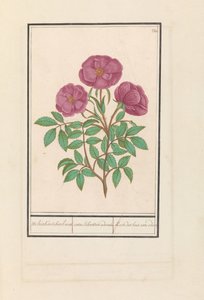 Wild Rose (Rosa) by Anselmus Boëtius de Boodt