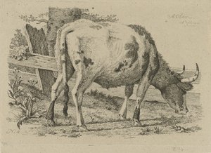 Grazing Cow by a Fence (Studies of Cows, Sheep, and Goats) by Anthony Oberman
