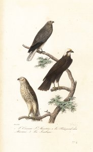 Hen harrier, Eurasian marsh-harrier and Montagu