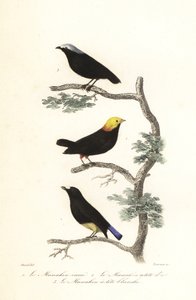 Manakin Species by Antoine (after) Chazal