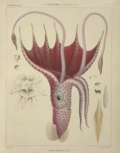 Squid, Pl.2 from 