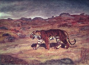 A Tiger Hunting his Prey