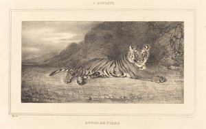 Study of a Tiger