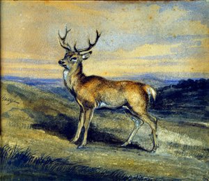 The Deer