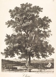 Oak Tree by Antoine Pierre Mongin