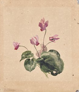 Cyclamen