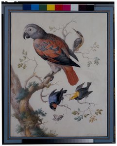 A Red and Grey Parrot with Other Exotic Birds