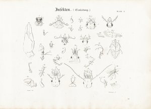 Anatomy of Insects by Anton Wachsmann