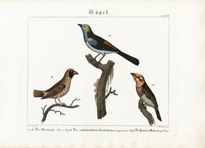 Barbet, Weaver Bird and Paradise Flycatcher by Anton Wachsmann