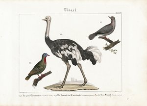 Green Pigeon, Laughing Dove and African Ostrich by Anton Wachsmann