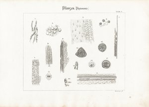 Plant Anatomy by Anton Wachsmann