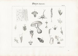 Plant Anatomy and Fungal Forms by Anton Wachsmann