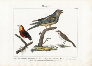 Siberian Rubythroat, Tanager and European Nightjar by Anton Wachsmann