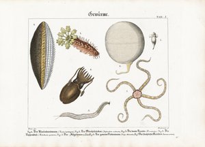 Various Marine Worms and Cnidarians by Anton Wachsmann
