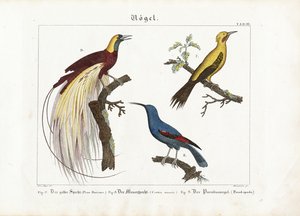 Yellow Woodpecker, Wall Creeper and Bird of Paradise by Anton Wachsmann