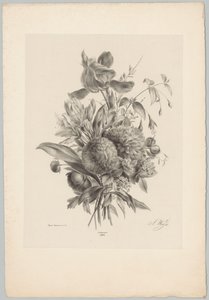 Carnations and Lilies (Flower and Fruit Studies, 10th installment) by Anton Weiss