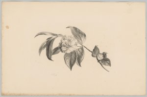 Flowers (series title: Flower and Fruit Studies, 3rd installment)