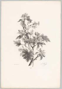 Flowers on a Branch (Flower and Fruit Studies 10th installment series) by Anton Weiss