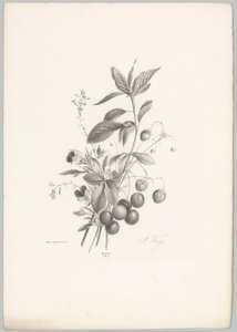 Flowers, Strawberries, and Cherries (Flower and Fruit Studies, 10th Issue) by Anton Weiss