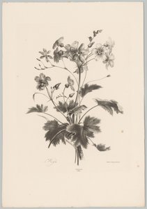 Flowers with Thorns (Flower and Fruit Studies, 10th installment) by Anton Weiss