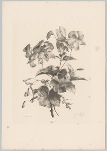 Various Flowers by Anton Weiss