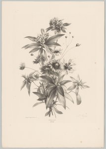 Various Flowers (Flower and Fruit Studies, 10th installment) by Anton Weiss